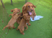 Red Working type cocker spaniel puppies