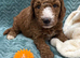 Sunning littler of Australian Double Doodles from Health screened parents