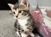 Kitten 4 weeks old