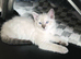 Ragdoll Kittens &ndash; Loving Home Raised&rdquo;