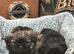 Lhasa apso/shih tzu