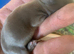 Various Rabbit kits
