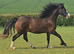 Welsh Gelding
