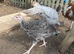 Norfolk black turkeys