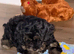 Gorgeous tiny toy cockapoo puppy