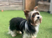 Biewer Pups Pedigree