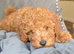 Fox red toy poodles KC reg Only boy left now