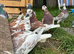 Tumblers pigeons All pair up