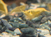 Golden yellow shrimp