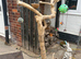 Parrot tree