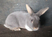 Rex crossbreed Doe
