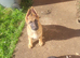 German shepherd puppies