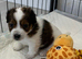 Traditional mini Jack Russell pups