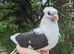 Hand tame young fancy pigeon!