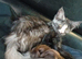 Gorgeous female maincoon smoke tortie