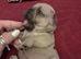 LITTER OF BEAUTIFUL FRENCH BULLDOGS KC REG