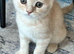 Beautiful purebred Scottish Fold/ Straight kittens