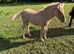 Yellow Dun Colt