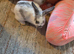 Bunnies