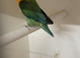 Mutation Fischer's lovebirds