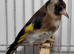 Mutation British Birds (Goldfinch, Redpoll & Siskins)