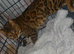 STUD, Tica registered, silver and snow carrier