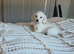 Stunning clear cream kc minature Dachshund stud