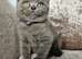 British blue shorthairs LAST 3 LEFT