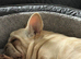 Female big rope French bulldog