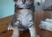 Beautiful mixed breed kittens