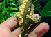 Male Crested Gecko & Full setup