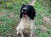 Springer Spaniel Puppies ready to go