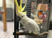 Male sulphur crested cockatoo