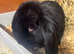 1 mini lop girl