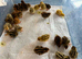 Day old jumbo coturnix quail chicks for sale in Weston super mare