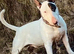 Beautiful Bullterrier female