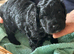 Health Tested Cockapoo