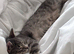Female kitten looking for a secure forever home