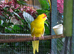 Lineolated and bourkes Parakeets