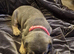 French bulldog puppies