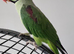 Beautiful Handreared Male Alexandrine Talking Parrot
