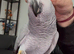 Super Chatty and Super Tame African Grey