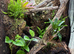 Bio active Dart frog terrarium full set up