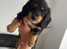 Beautiful Miniature Dachshund Puppies