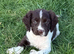 Stunning springer spaniel  pups