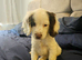 10 WEEK COCKER SPANIEL BITCH FOR SALE