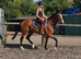 quiet first horse saught