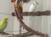 Sun Conure + 2 Budgies + 2 Large Cages – £500 – Moving Abroad