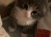 Maine Coon x Scottish Fold, 8 weeks, big, folded ears