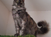 Pedigree Maine Coon female